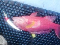 Один групер, большие крючки и деревянная катушка на Бали