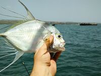 Шхуна в трех километрах от Джимбарана и мешок коралловой мелочи