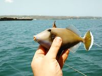 Шхуна в трех километрах от Джимбарана и мешок коралловой мелочи