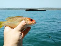 Шхуна в трех километрах от Джимбарана и мешок коралловой мелочи