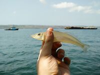 Шхуна в трех километрах от Джимбарана и мешок коралловой мелочи