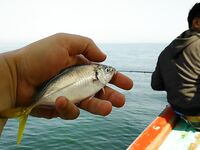 Шхуна в трех километрах от Джимбарана и мешок коралловой мелочи