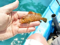 Джимбаран: живая креветка, волна и большая вода вместо моста