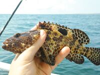 Джимбаран: живая креветка, волна и большая вода вместо моста