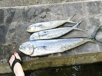 Амед: Gili Selang, бонус за трофей и mahi-mahi у бамбукового плота