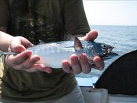 Нуса-Дуа: троллинг, донка с креветкой и один тунец за семь часов