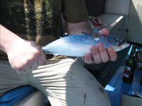 Нуса-Дуа: троллинг, донка с креветкой и один тунец за семь часов