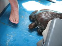 Нуса-Дуа: троллинг, донка с креветкой и один тунец за семь часов