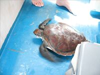 Нуса-Дуа: троллинг, донка с креветкой и один тунец за семь часов