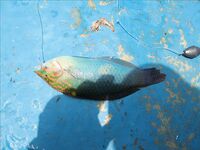 Нуса-Дуа: троллинг, донка с креветкой и один тунец за семь часов