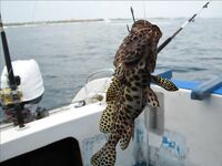 Нуса-Дуа: троллинг, донка с креветкой и один тунец за семь часов