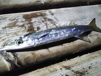 Хургада: первый лодочный день, риф и кальмар на джиге