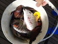 Хургада: первый лодочный день, риф и кальмар на джиге