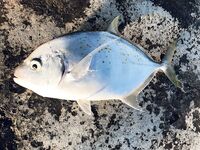 Хургада: ультралайт с камней и железо с подсадкой