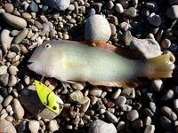 Текирова: Slim John, цикада и сарган с берега