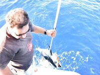 Айя-Напа: марина, сарган и тунец на коротком окне