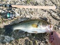 Пафос: Канавью, первый басс и вэки на 1.195 кг