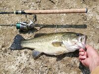 Пафос: Канавью, первый басс и вэки на 1.195 кг