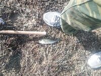 Пафос: Канавью, китайский поппер и басс на 1.165 кг