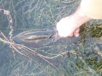 Пафос: Канавью, китайский поппер и басс на 1.165 кг