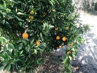 Пафос: Эврету, вэки и первый басс почти на кило