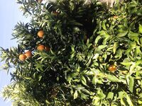 Пафос: Эврету, вэки и первый басс почти на кило