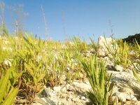 Пафос: Эврету, вэки и первый басс почти на кило