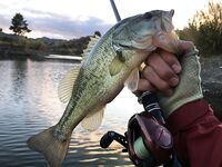 Пафос: Magsquad, спиннербейт и второй бассовый заход