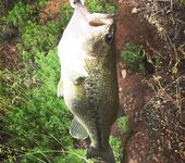 Пафос: 13 выездов, 70 бассов и лучший на 2.5 кг