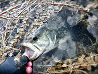 Кипр: ходовой день по дамбе и один нормальный басс