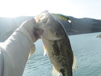 Курис в жаркий июнь, первый кипрский басс и вера в спиннербейт