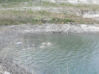 Курис в жаркий июнь, первый кипрский басс и вера в спиннербейт