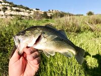Кипр: ходовой берег, вэки и несколько бассов у кромки