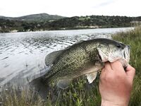 Кипр: ходовой берег, вэки и несколько бассов у кромки