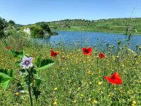 Кипр весной: спиннербейт и несколько нормальных бассов