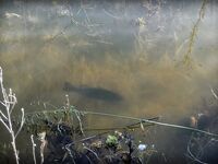 Кипр весной: спиннербейт и несколько нормальных бассов