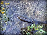 Кипр весной: спиннербейт и несколько нормальных бассов