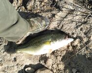 Кипр: спокойная вода и крупный басс перед закатом