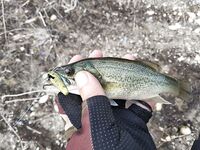 Кипр: один хороший береговой выход по бассу