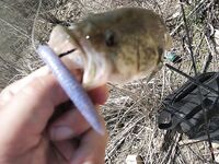 Кипр: один хороший береговой выход по бассу