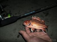 Кипр: Ларнака, Ахна и первое знакомство с островной рыбалкой