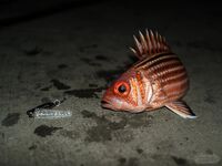 Кипр: Ларнака, Ахна и первое знакомство с островной рыбалкой