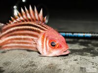 Кипр: Ларнака, Ахна и первое знакомство с островной рыбалкой