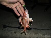 Кипр: Ларнака, Ахна и первое знакомство с островной рыбалкой