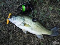 Кипр: Ларнака, Ахна и первое знакомство с островной рыбалкой