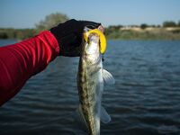 Кипр: Ларнака, Ахна и первое знакомство с островной рыбалкой