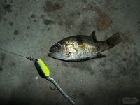 Кипр: Ларнака, Ахна и первое знакомство с островной рыбалкой