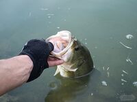 Кипр: Ларнака, Ахна и первое знакомство с островной рыбалкой