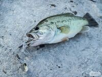 Кипр: чистая вода, воблер и спокойный день по бассу