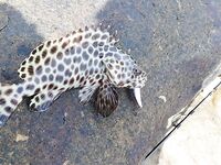 Пхи-Пхи: пляжная рыбалка по приливу и рифу